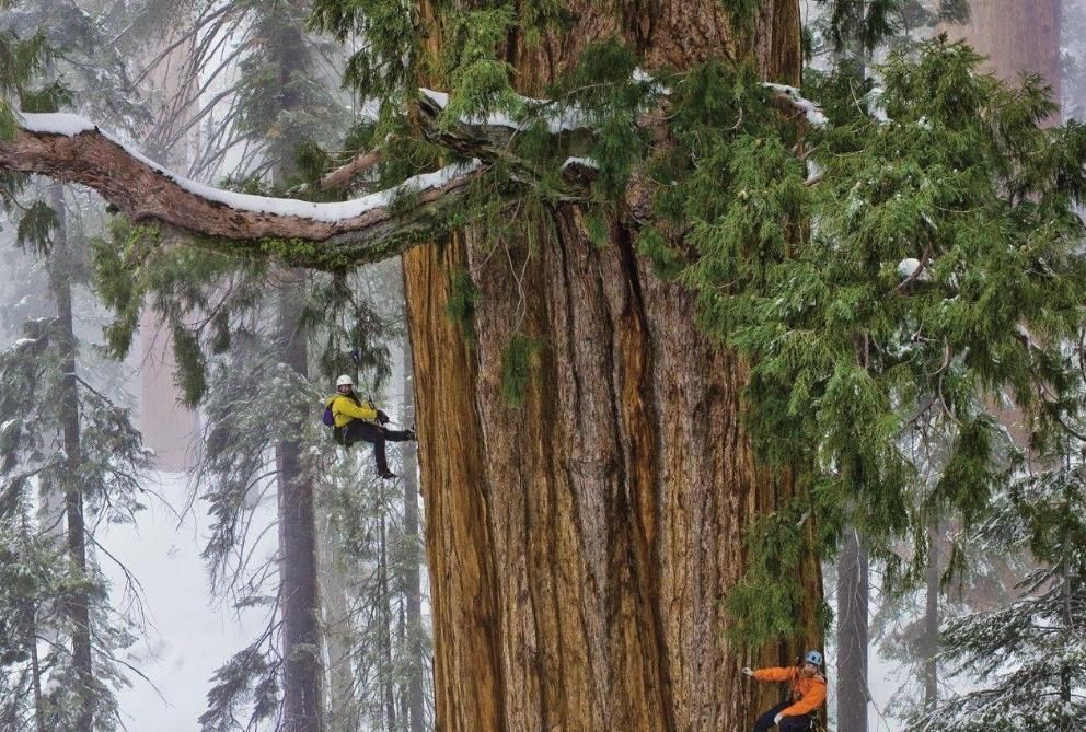 世界上超高的5棵树:每棵都堪比“摩天大厦”,我国这棵叫望天树