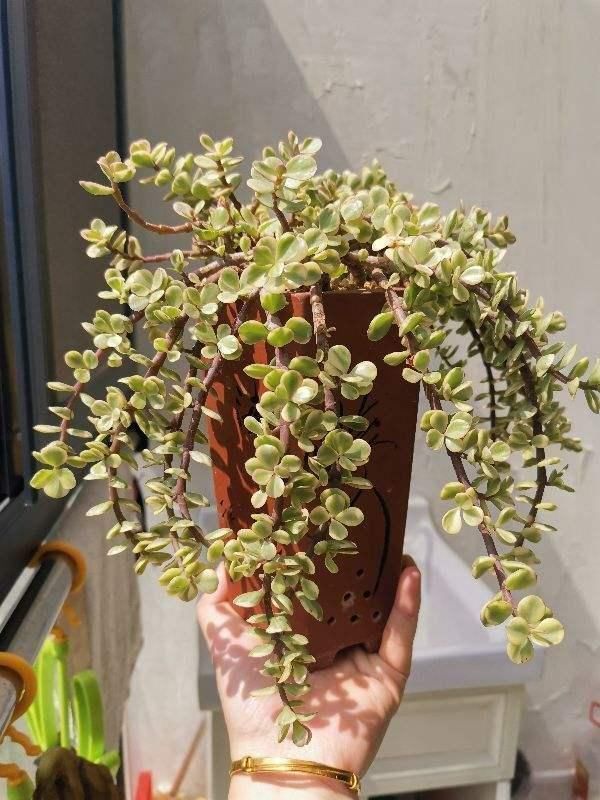 杜鹃花|能活几十年的花,家里养一盆,还能作传家宝