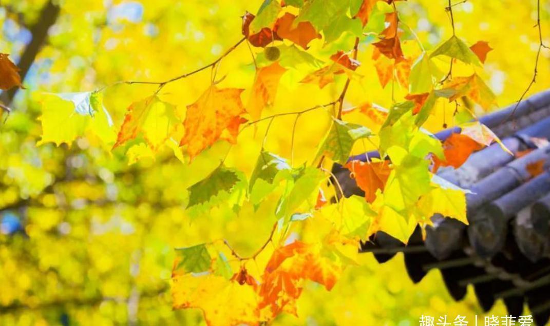 佛手|院子里适合种7种“镇宅树”,随便种一棵,“旺财添福”更旺家