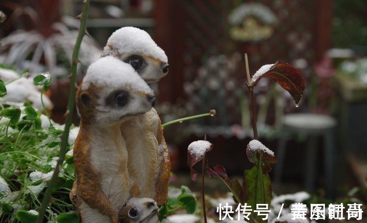 花园|荒废多年的80㎡小院,2年半时间打造成下沉式花园,太漂亮了!