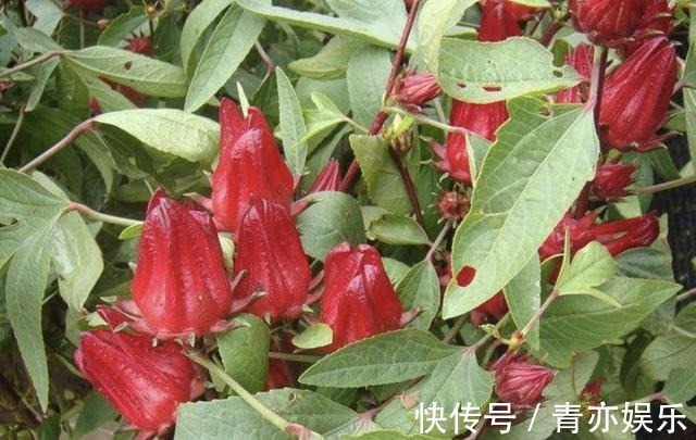 1种植物有红色“花朵”,人称“玫瑰茄”,植株珍贵,当盆栽也美