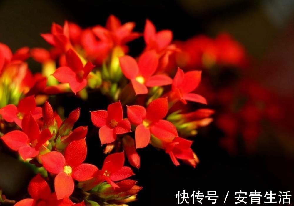 长寿花的品种越来越多,老单红却被淘汰,开花红艳为何不招人喜欢