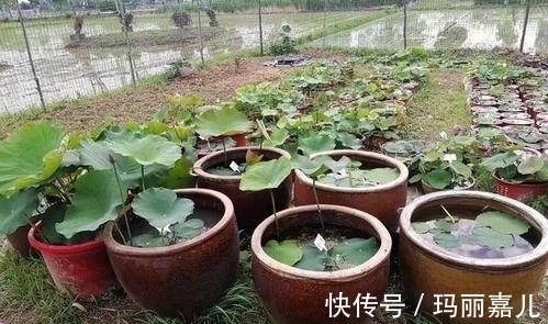 农村不要的老物件,用来养花美极了,造型雅致别有一番风味!