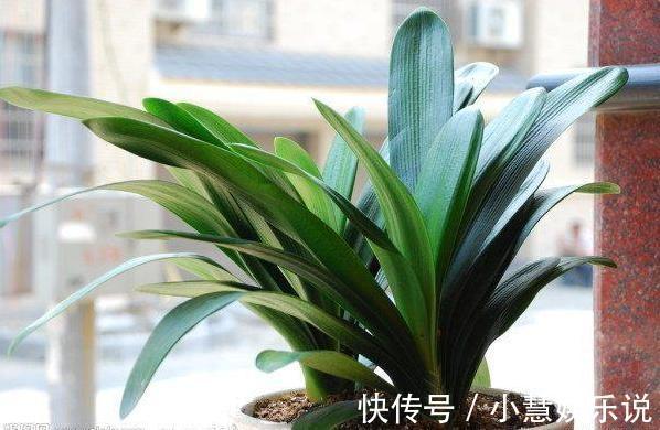 养君子兰,避2错,不黄叶不烂根,秋天猛长,新年爆花红艳艳