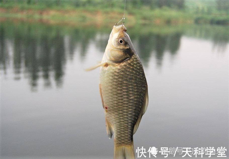 冬季野钓鲫鱼,用这些自制饵料,诱鱼、留鱼、上鱼远胜其它鱼饵