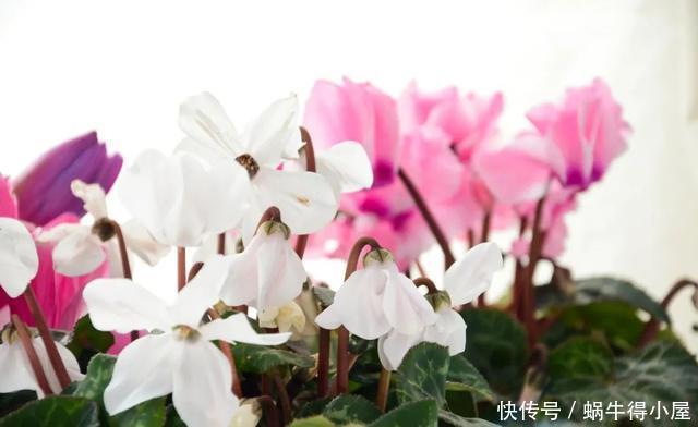 花友来稿|翩翩蝴蝶花还能开180天?看完文章你也可以