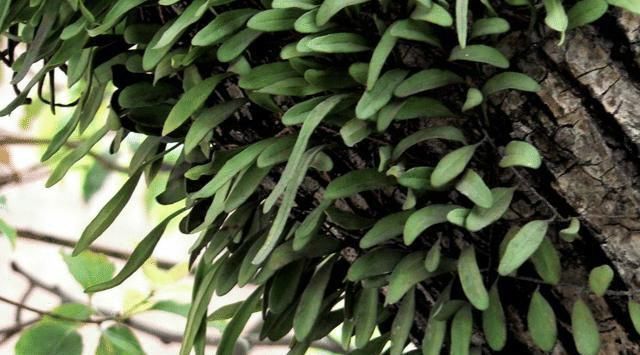 中年|它若長在您家樹干上,請別用于觀賞,目前80元一斤