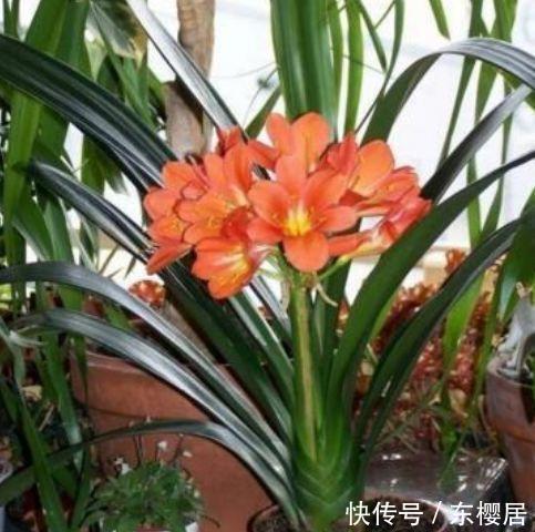 颜值|4种花养在家里,净化空气,释放氧气,颜值也不错