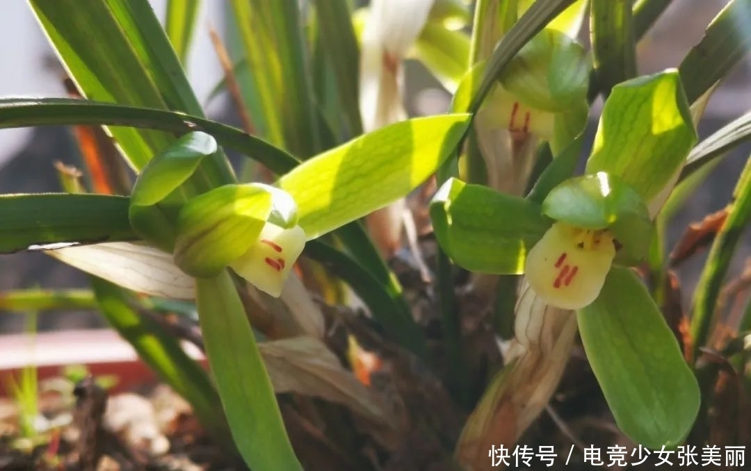 兰花花蕾掉了是什么原因?这三种情况最多见,蕙兰更要注意