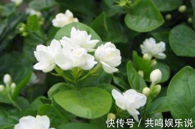 磷酸二氢钾|茉莉花还不开花赶紧做这一步,开花多一倍,满屋飘香