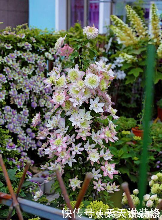 阳台上|年度十大流行花卉，摆在家里，高贵优雅，又美又仙