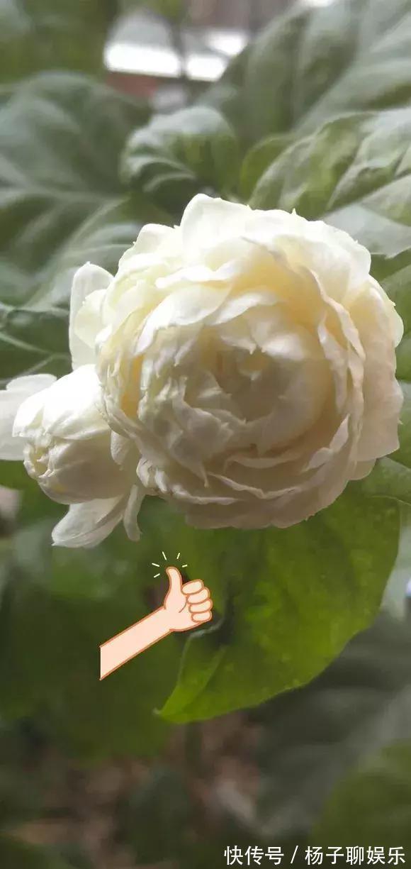 花儿|3种花是“醋坛子”,每周浇上1小勺,不烂根不黄叶,花开不停!