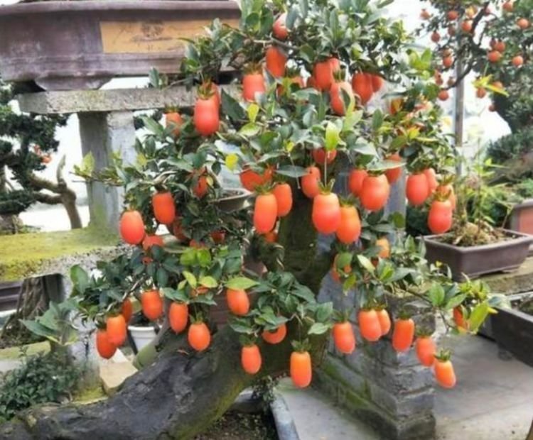 “旺运又招财”的4种花,家里养1盆,添福添财添喜庆