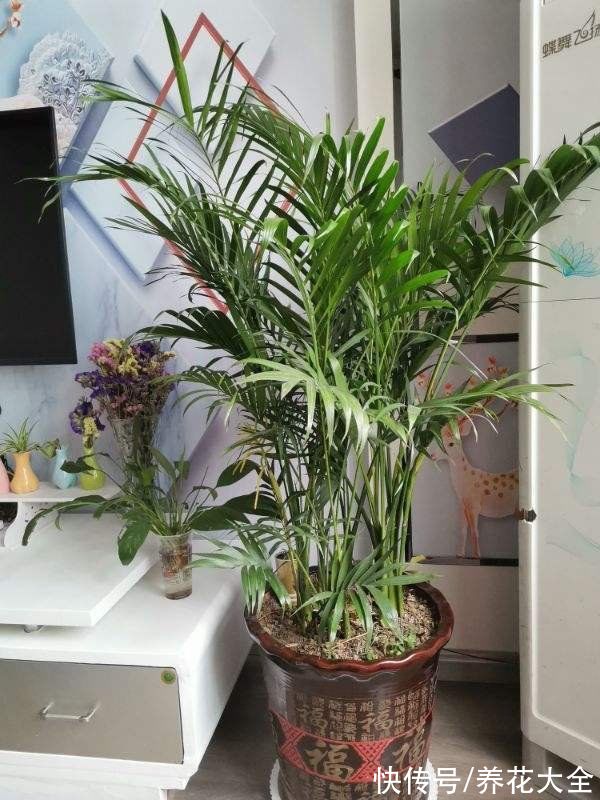 霸气外露的镇宅花，家里种一棵，有子孙代代富好寓意，你养过几种