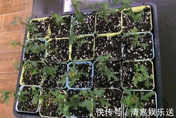 泡水|3种枝条泡水里,10天长根,一次开花100朵,水培成活率更高!