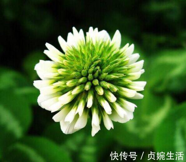 菊花|养树不如养盆“假菊花”,一浇水就狂长,比绿萝好养、比菊花美