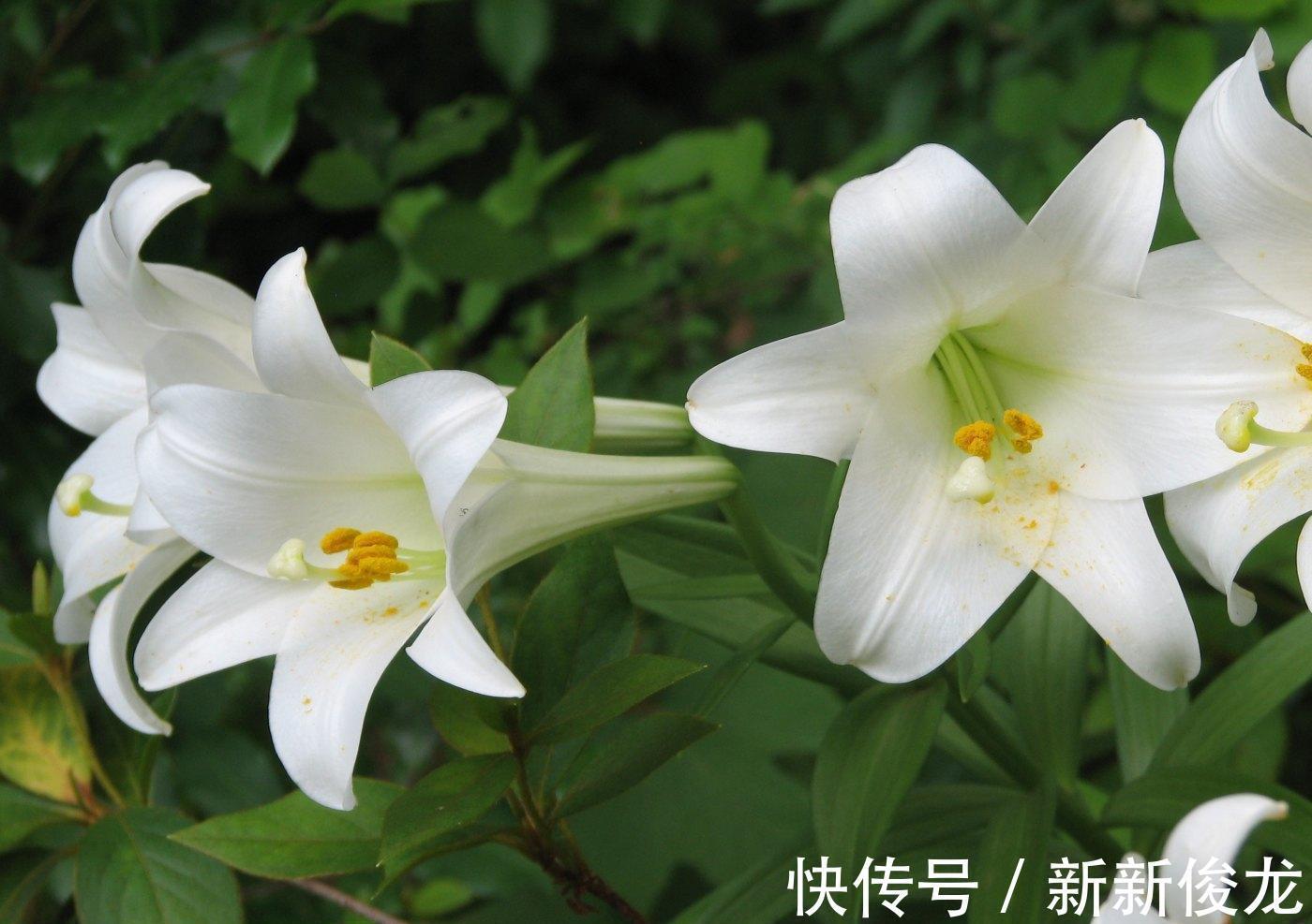 正确栽种管理百合花，能够让其爆花复花，你学会了吗