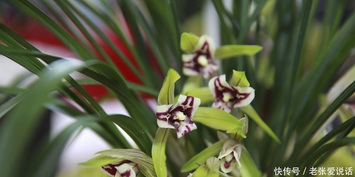 喜阴花|5种“喜阴花”,不要长时间晒太阳,屋外若有,抓紧搬进屋!