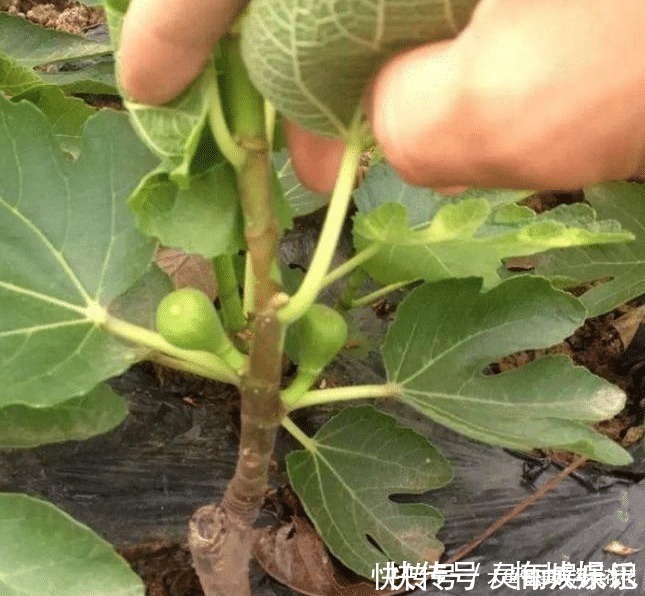 无花果树|六种“冻不死”植物,沾土既活,放在家里满屋香!身体还会更健康