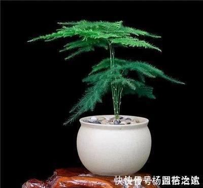 养文竹浇水要小心,注意3个方法,不黄叶、不烂根,蹭蹭长