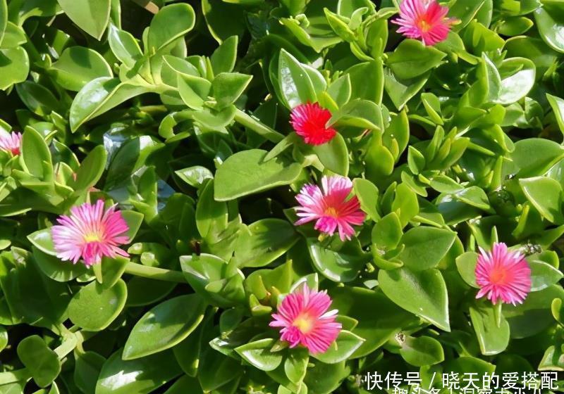 被低估的“三种花”,寓意好“营养价值高”,养一盆家人更健康