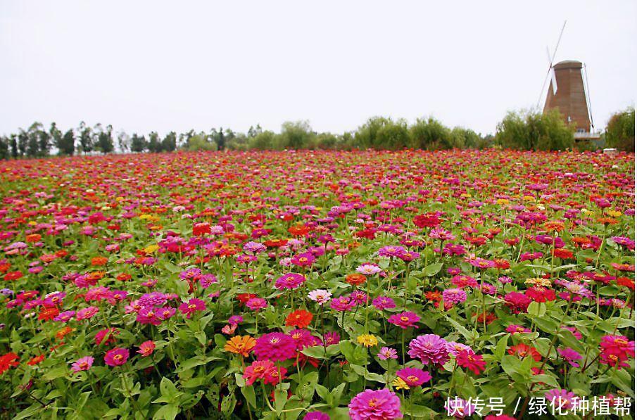 百日草代表“步步高升”，开花时间可达100天，生命力顽强