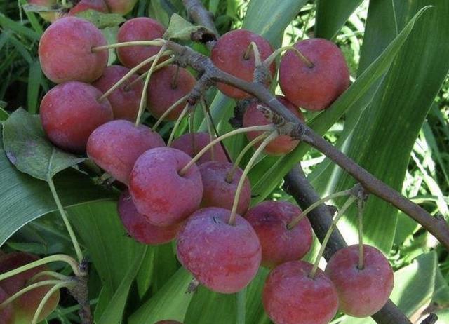 山上的1种“野果树”,被称为海棠树,果子通红,小时候喜欢摘!