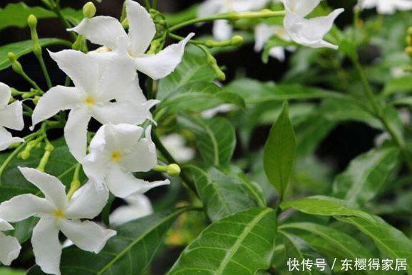 养花试试此几款，花开三季一点压力都没有，轻轻松松养成花球