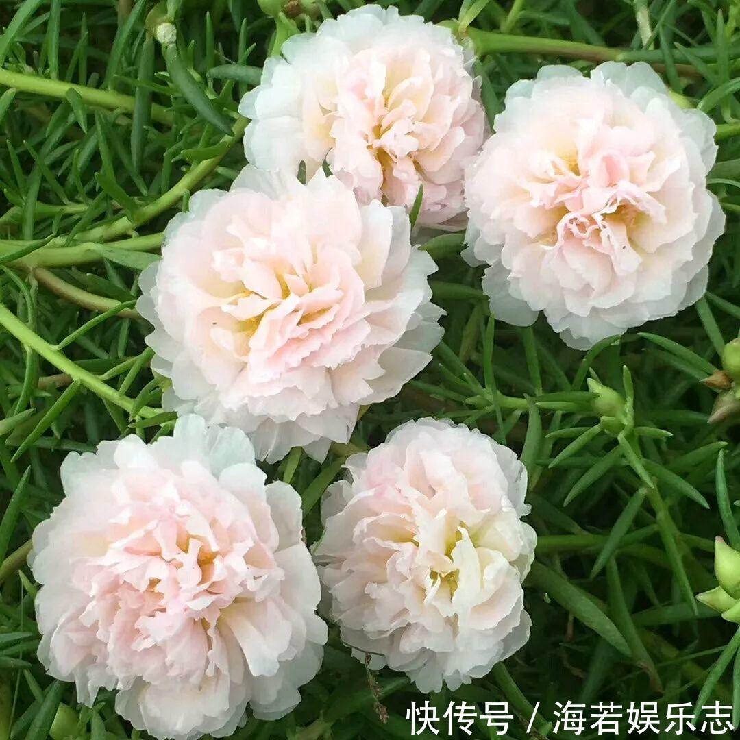 珠子|家里养了这花,小孩最喜欢,好看好玩太值了!