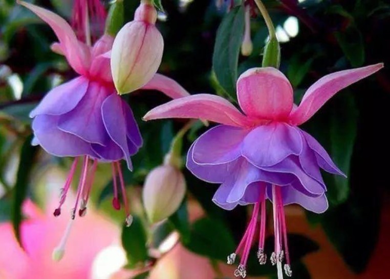 世界上“最美”的5种垂吊花,婀娜多姿,看一眼就心醉,太漂亮了