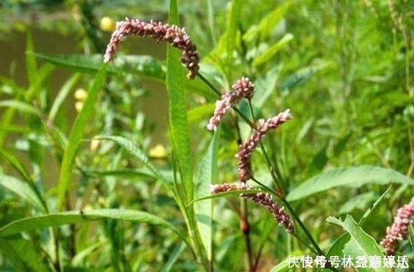 酿酒|有种野草没人要，花瓣能酿酒，嫩叶能“毒鱼”，可以吃也可以入药