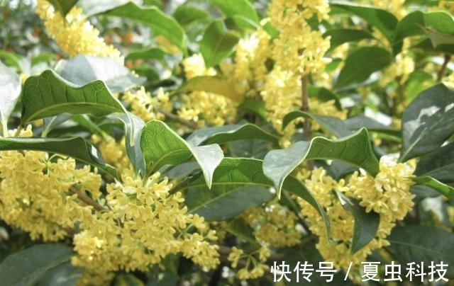 雀梅|“值钱”的2种树,想养不用买,“枝条”剪下来种植,5个月变盆景