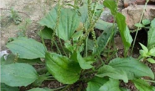 害草|5种让人头疼的“害草”,个个都是“抗癌王”,比蒲公英好100倍