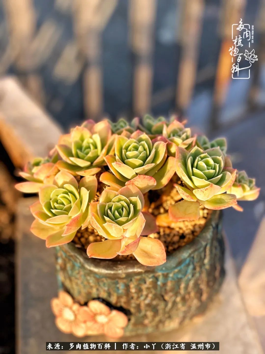 祖上无院家里无矿，一腔浪漫情怀付诸楼顶造花！