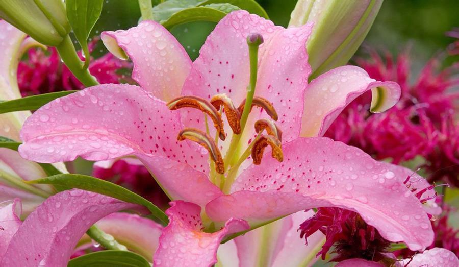 水仙|3组相生相克的植物,放在一起养不好,你要注意这个