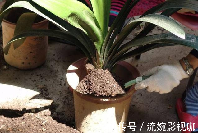 君子兰肥|君子兰肥到流油,长寿花开不断,原来他用了这个小方法!