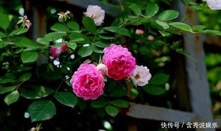漂亮|这种漂亮又好养活的花,揪个叶子就发芽,一盆养成几十盆!