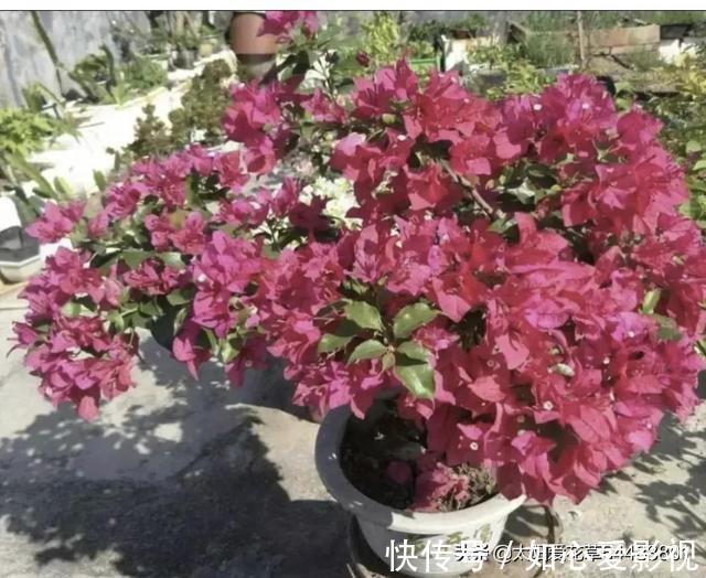 角堇|冬天要懒养的8种花,懒一点浇水开花多