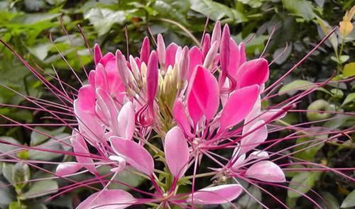 这款植物全年开花，花色艳丽花量大，花型圆滚奇特