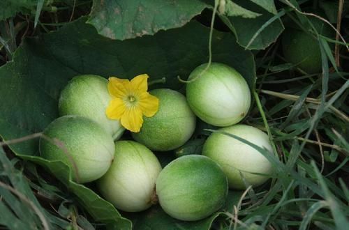 马泡瓜|超市常见的3种平价食物，坚持每天吃一些，排毒养颜、提高免疫力