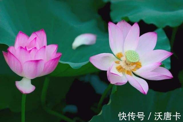 含义!四大部洲所代表的含义是什么?