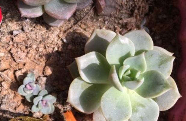 枝干|多肉枝干徒长学会剪一剪,母株变美、枝干扦插成新生幼苗