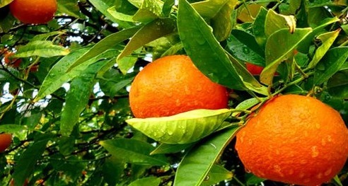 李子|人到中年想长寿,推荐吃的食物,排毒消脂,补血滋阴,增强体质