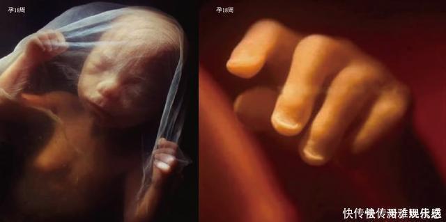过程|10月胎儿形成全过程，8张图带你了解真相，感受生命的奇迹