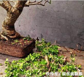 叶片|居家养棵树,旺财又福寿,1月不浇水,也能长,还越养越“值钱”