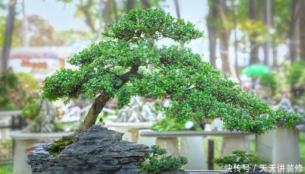 红砖、青瓦、烂木头，一定要拿来养花，一个比一个有韵味