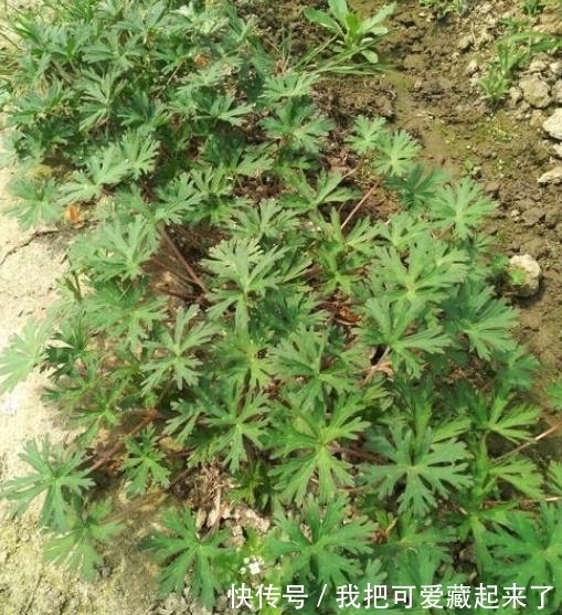 草药|这种野草，以前常被当做杂草，殊不知，它是治疗风湿疼痛的良药！