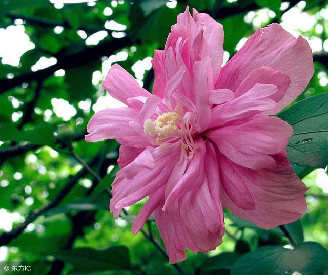  花朵|农村庭院常见“疟子花”，花朵鲜食美味爽滑，4大功效在这里