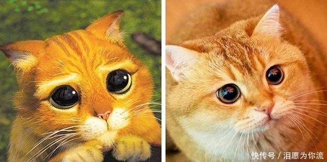 穿靴子的猫|爆笑动漫二次元vs现实,狮子王真人版成精了,最后一个你退群吧