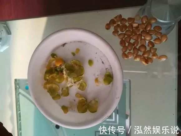 发芽|君子兰还在买种子丢盆里就发芽,一次播种30盆,很快变大户!